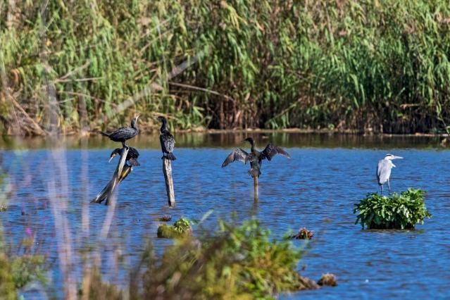 foto di un fiume con degli uccelli acquatici