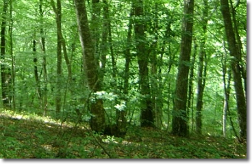 alberi di una foresta