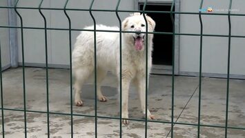 Iniziative di sensibilizzazione al possesso responsabile dei cani